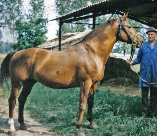 1250 LAJOSKOMÁROM FORMÁS-4 (II)