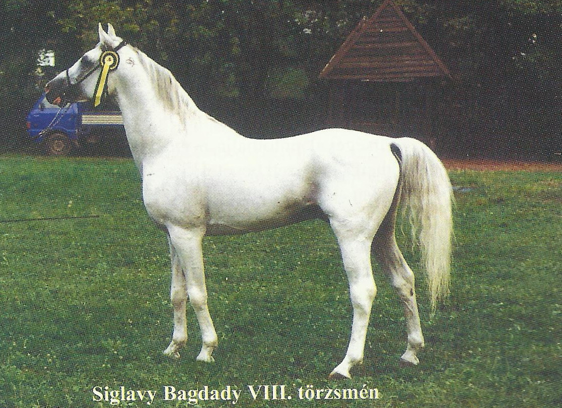 2326 LAJOSMIZSE SIGLAVY BAGDADY-308 (S. B. VIII)2