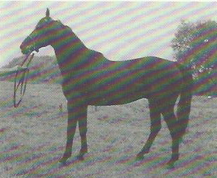 2952 MASETTA FURIOSO-2 ''CSÁSZÁR''