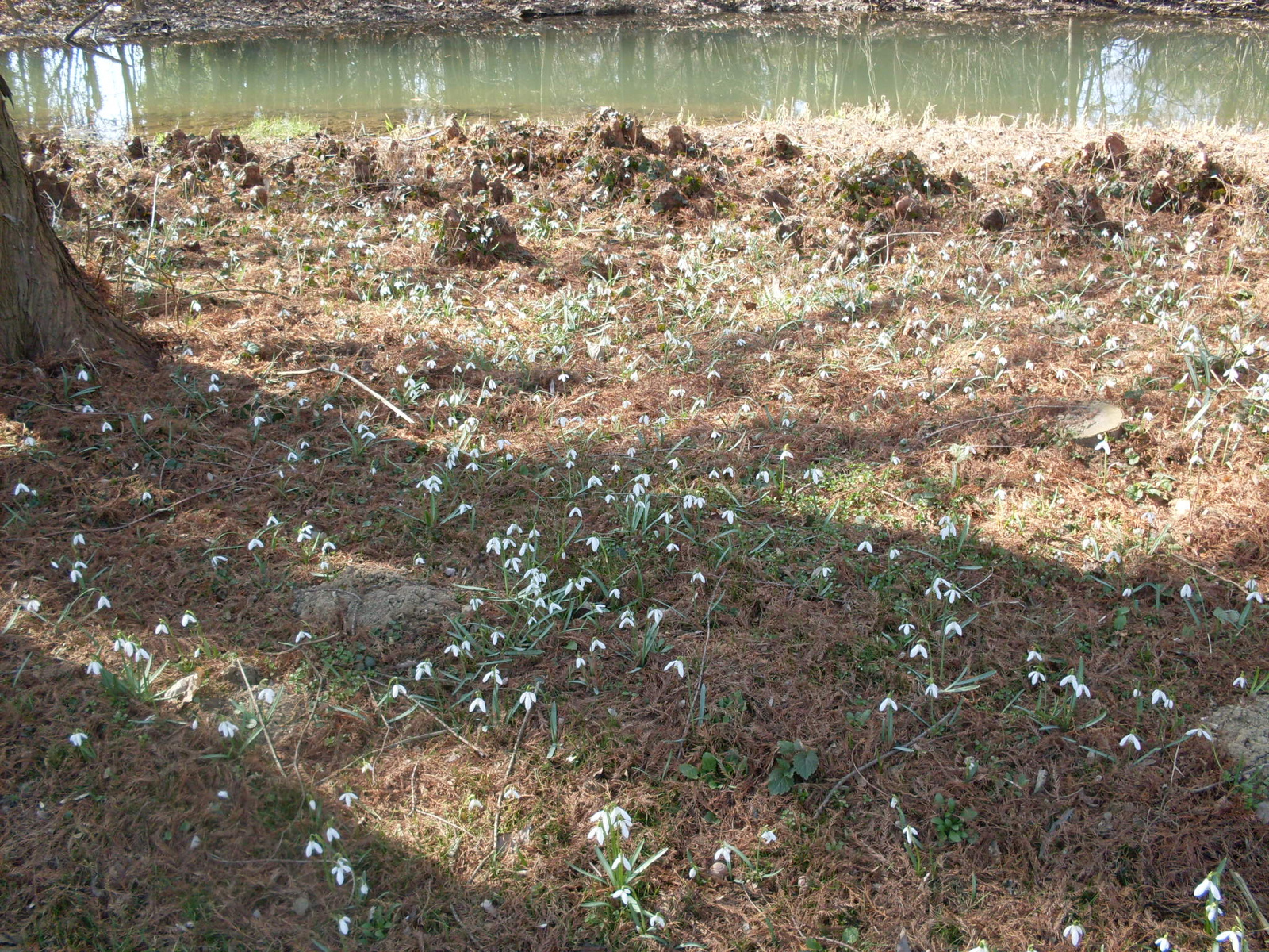 Szombathely Arboretum 034