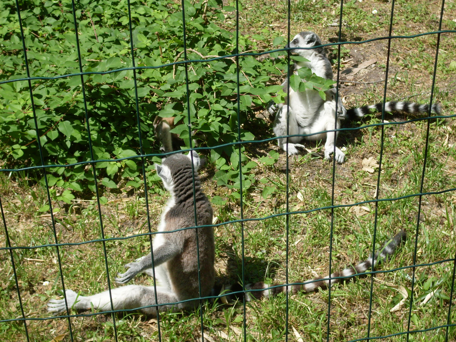 Állatkert Győr 2012 május 004