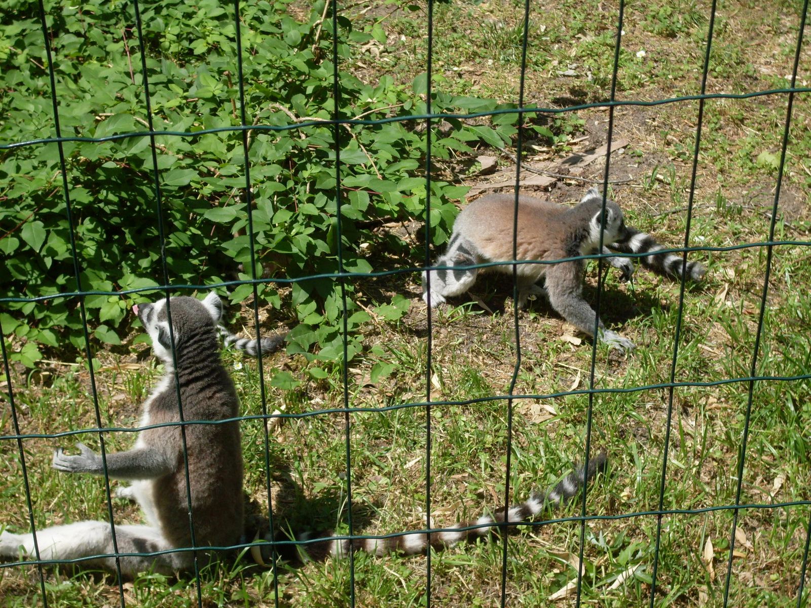Állatkert Győr 2012 május 005