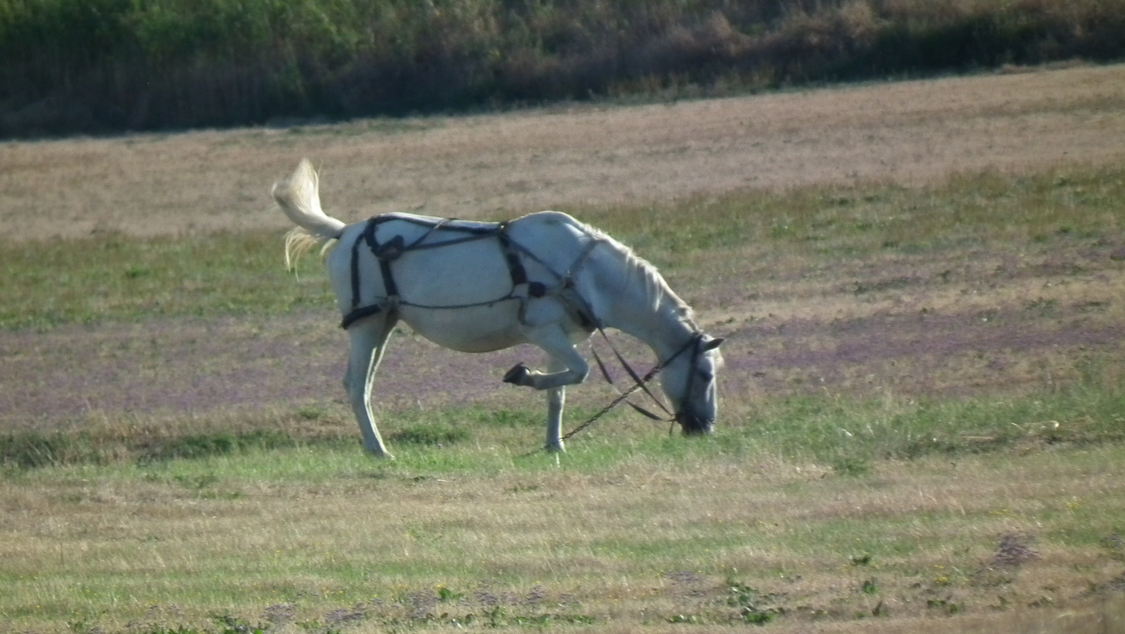 Legelésző ló