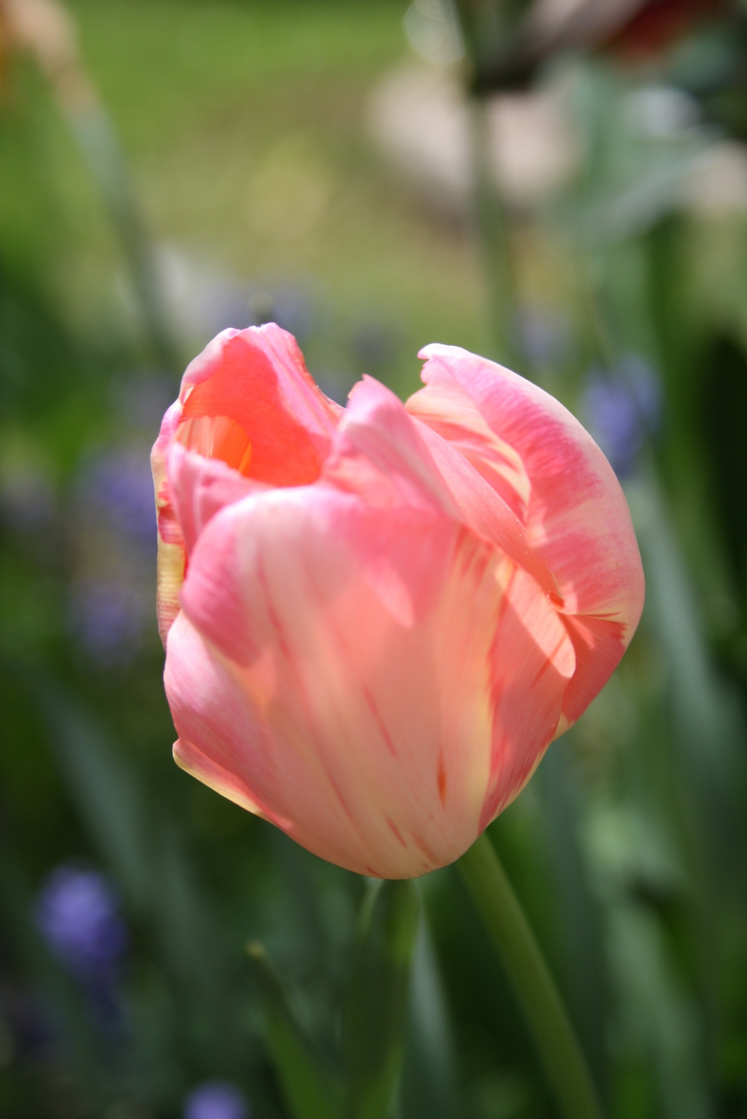 tulipánok 005