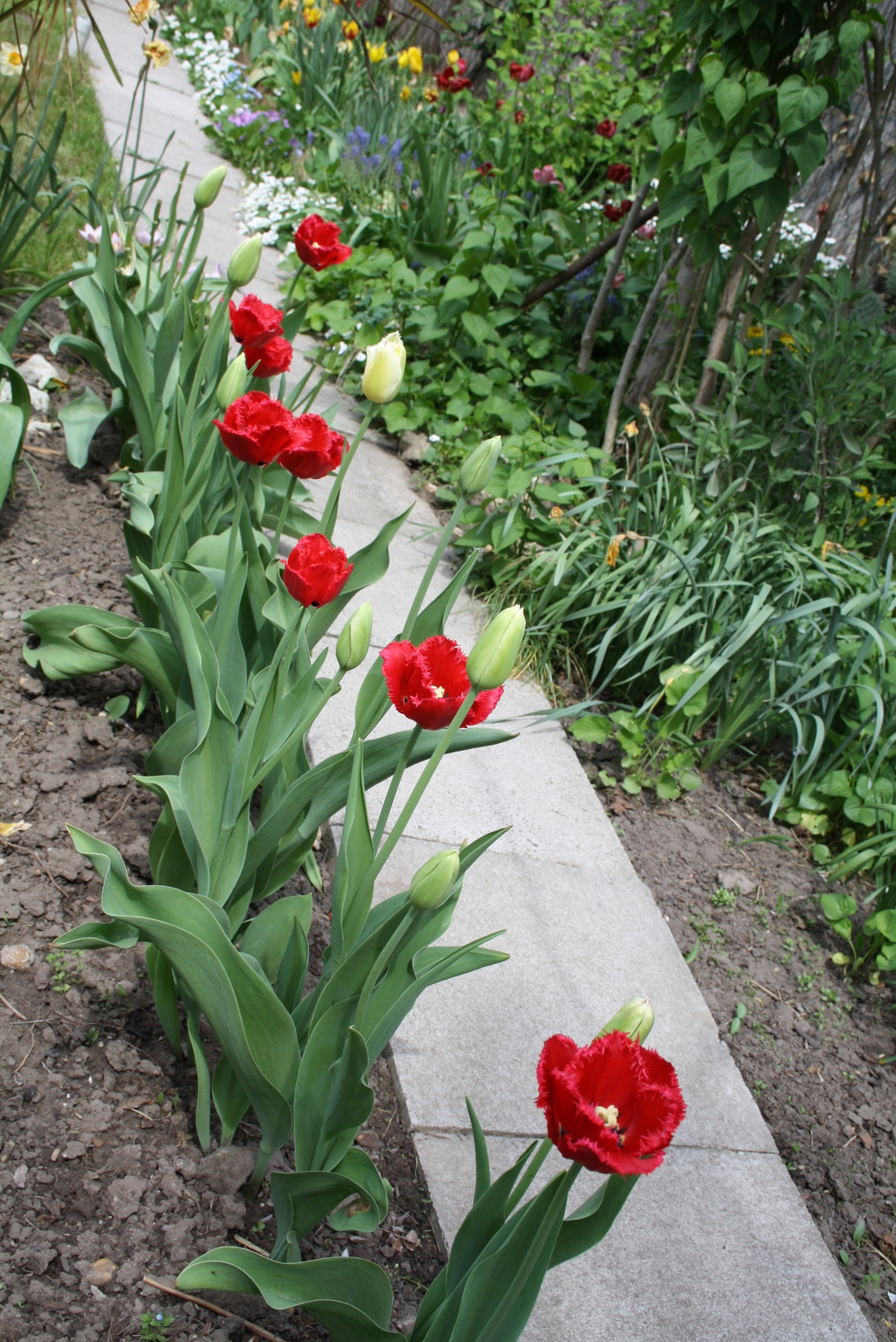 tulipánok 012