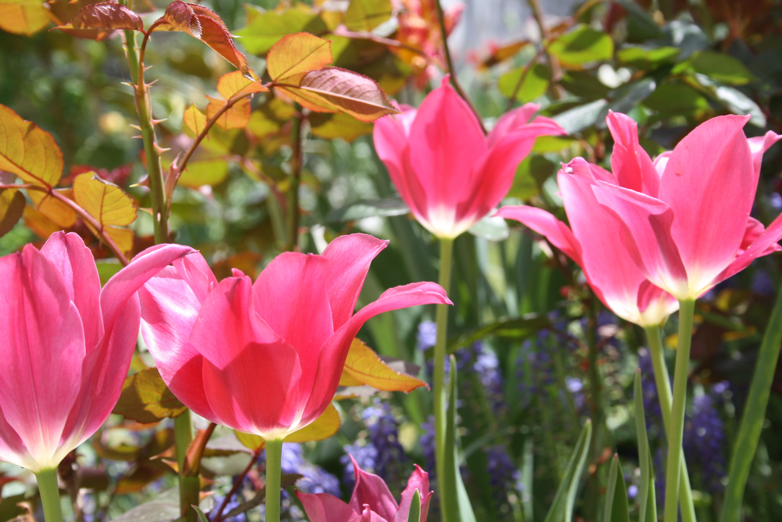 tulipánok 019