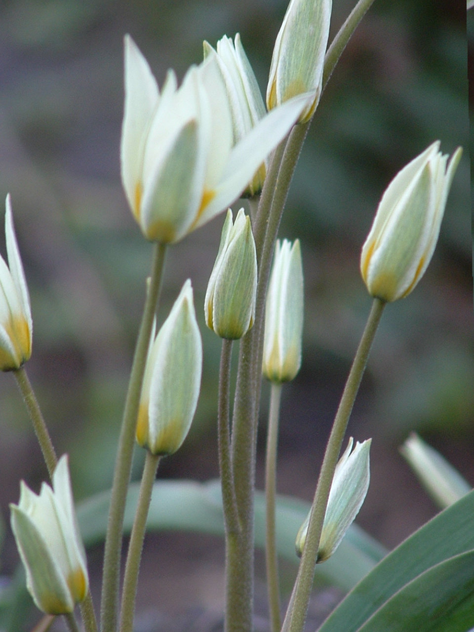 Tulipánok