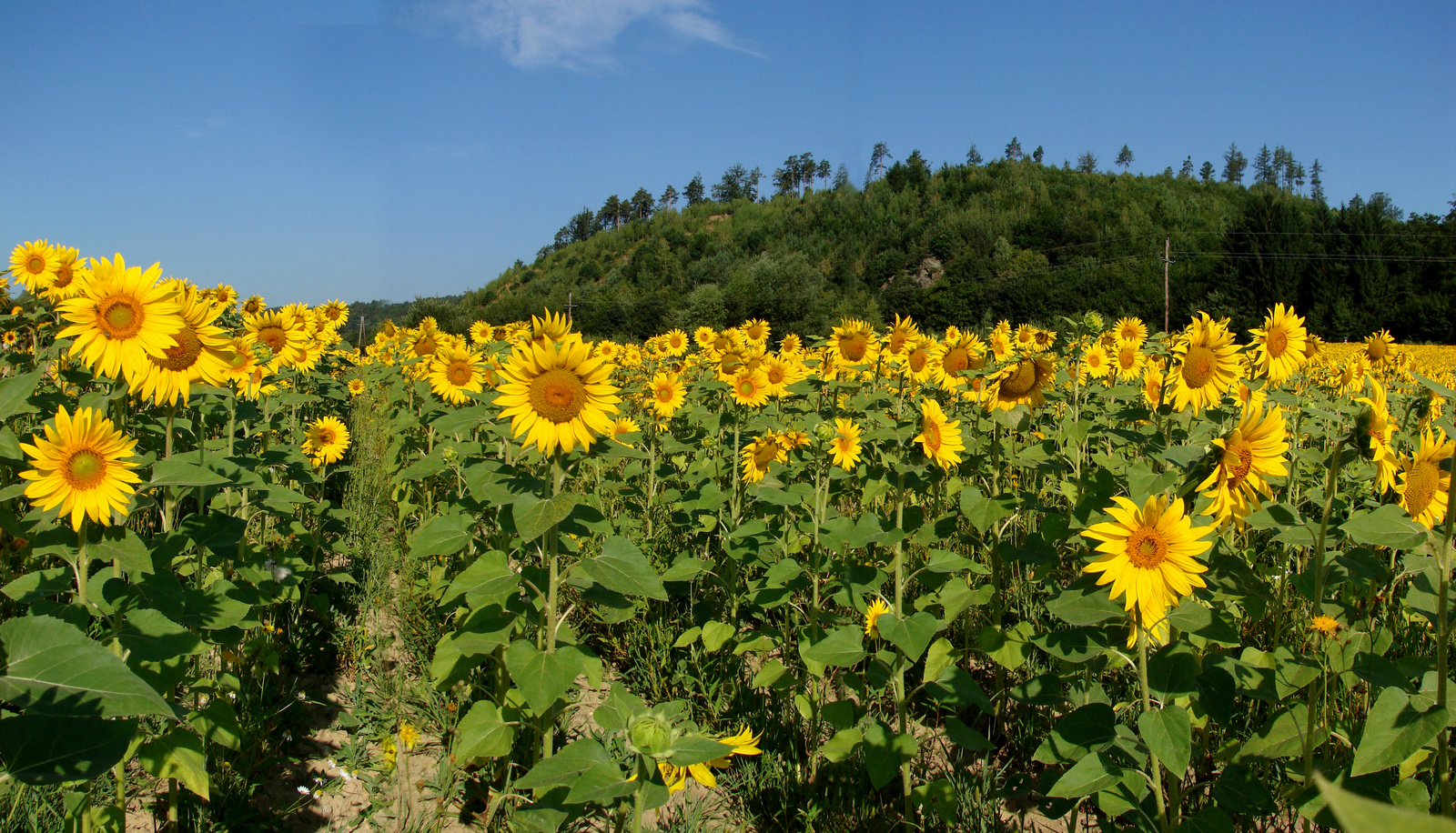 Napraforgótábla