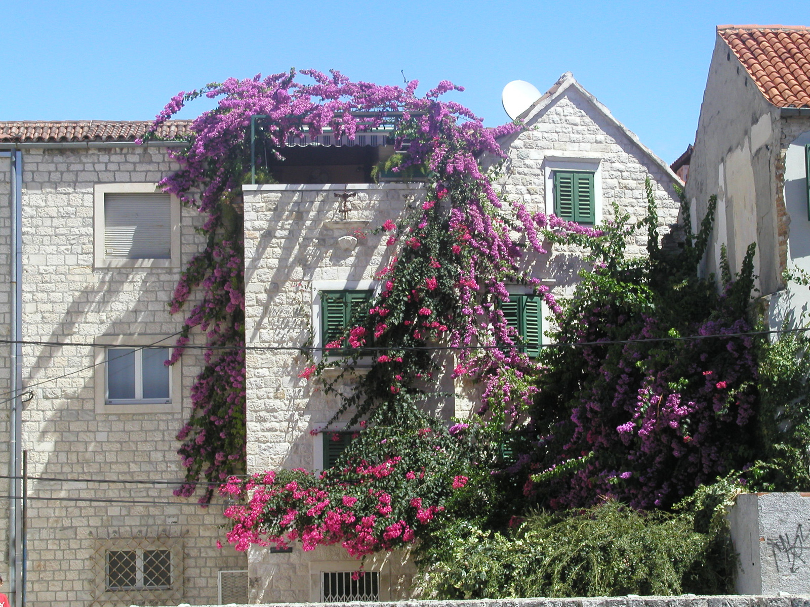 Bougenvillea