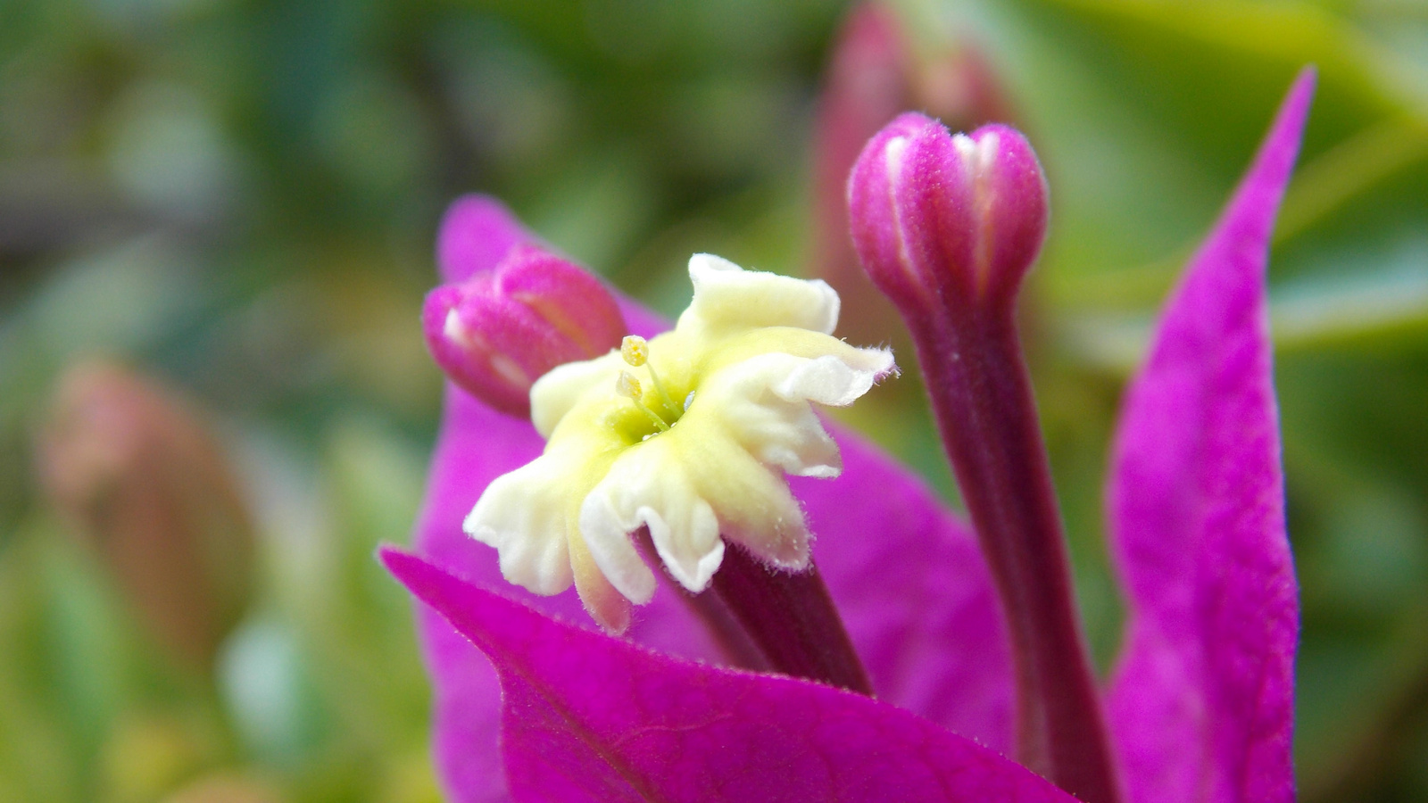 Bougenvillea