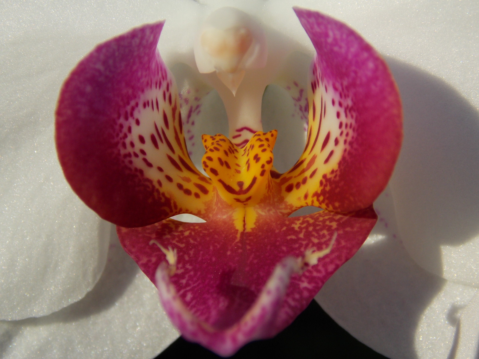 Orchidea közepe