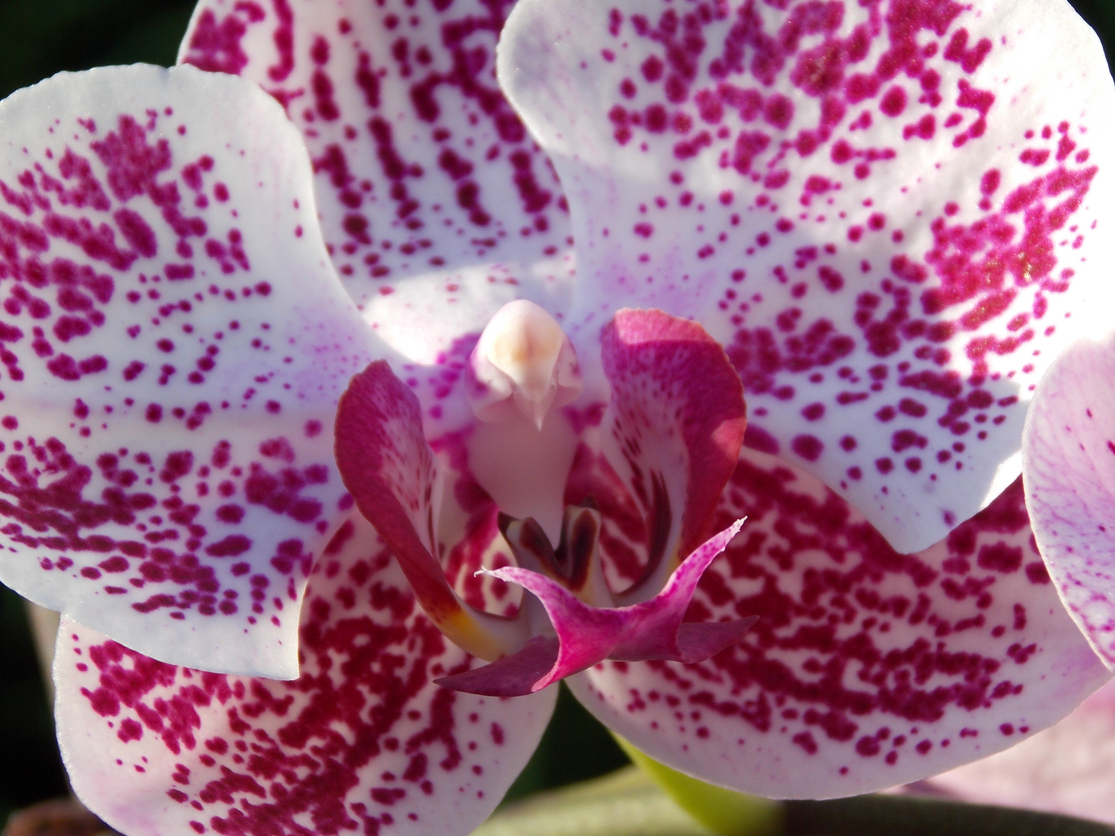 Pöttyös orchidea