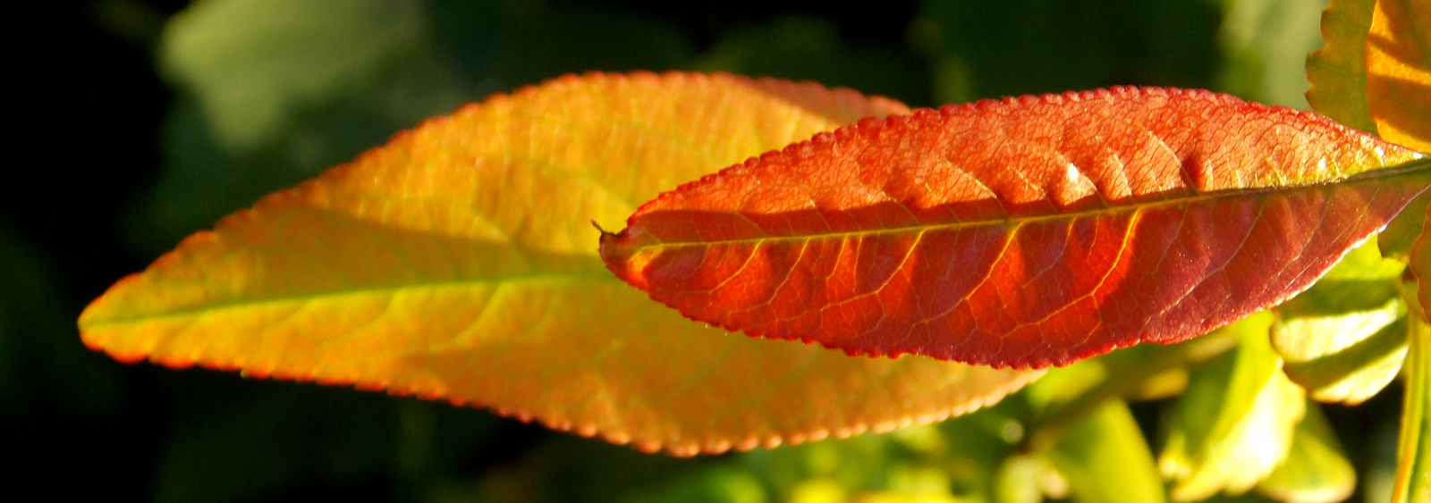 Két szín az őszi palettáról