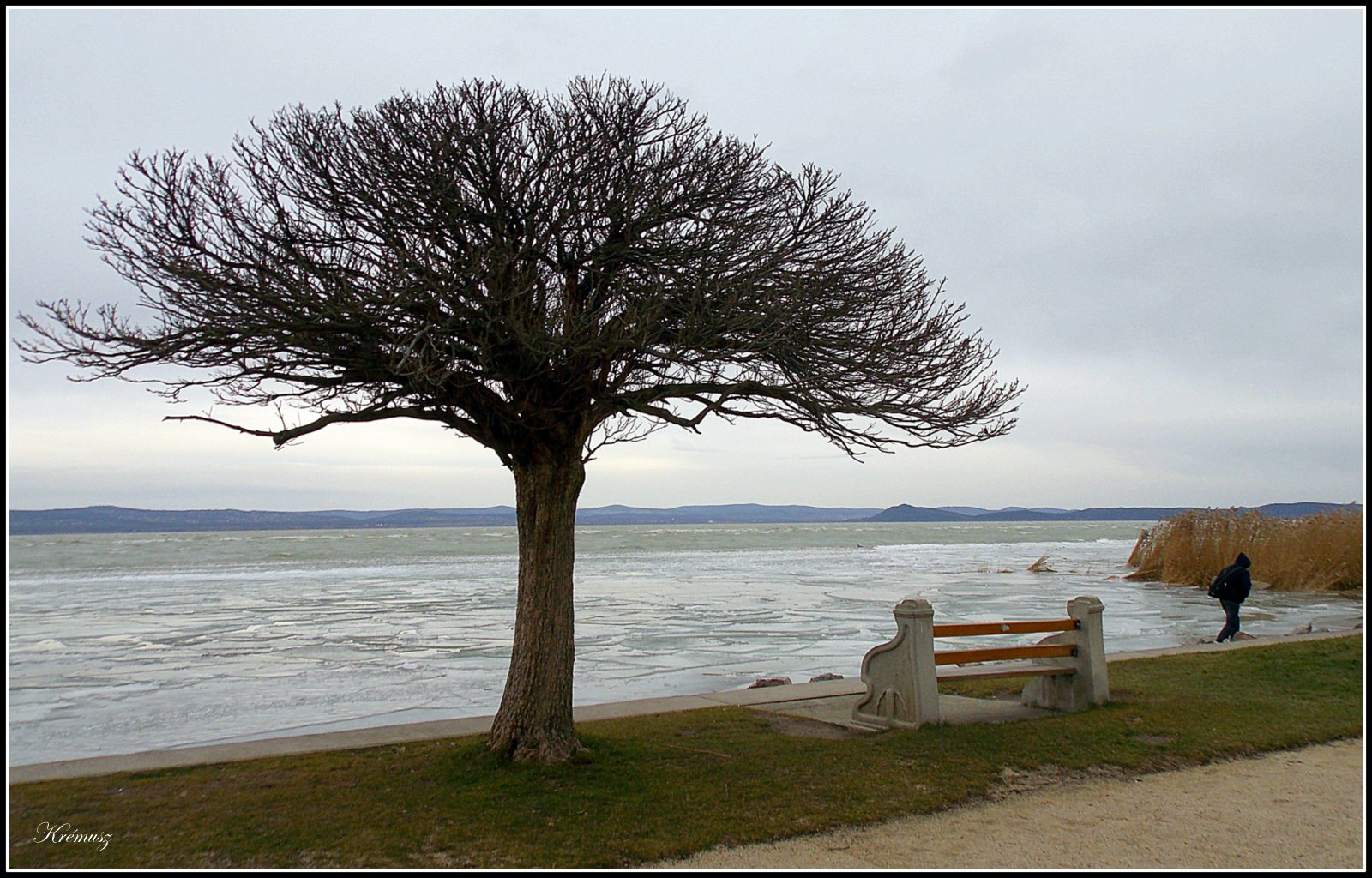 A fa, a pad és egy parton bóklászó