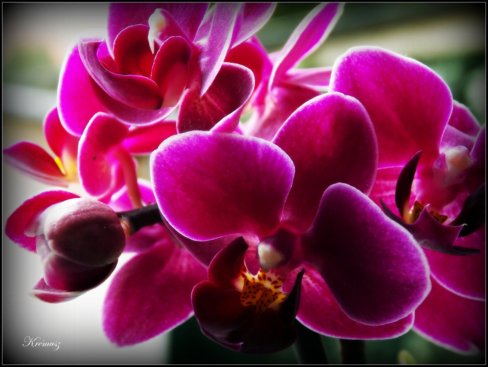 Lila orchideák...