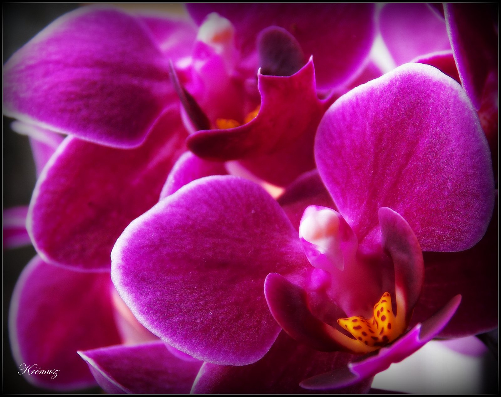 Lila orchideák