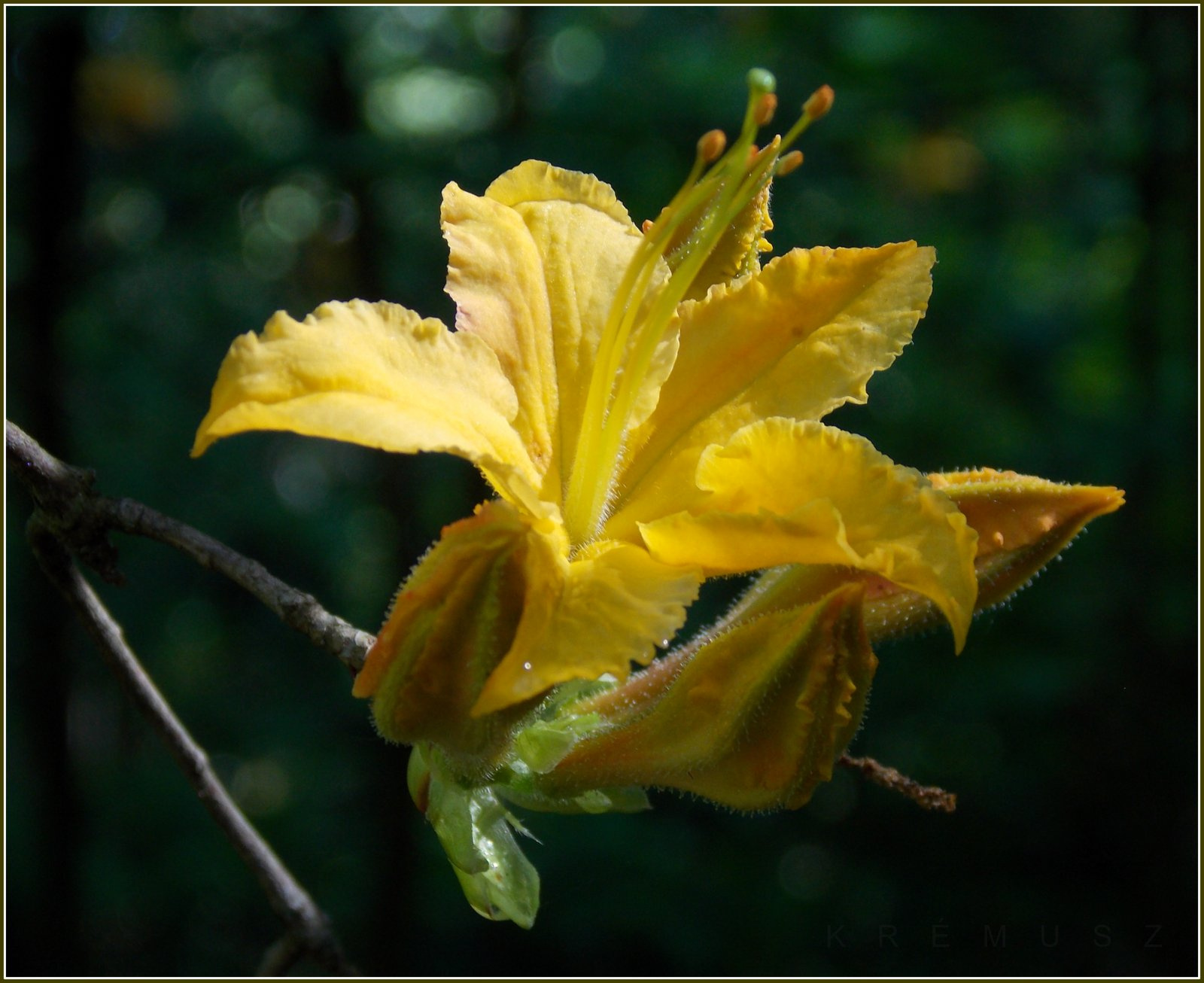 Sárga rododendron