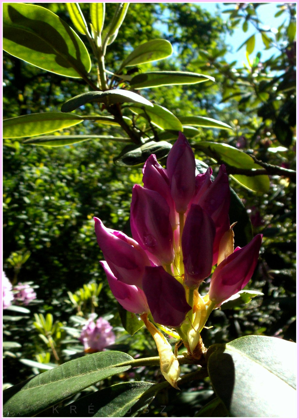 Jeli arborétum rododendron virágzáskor