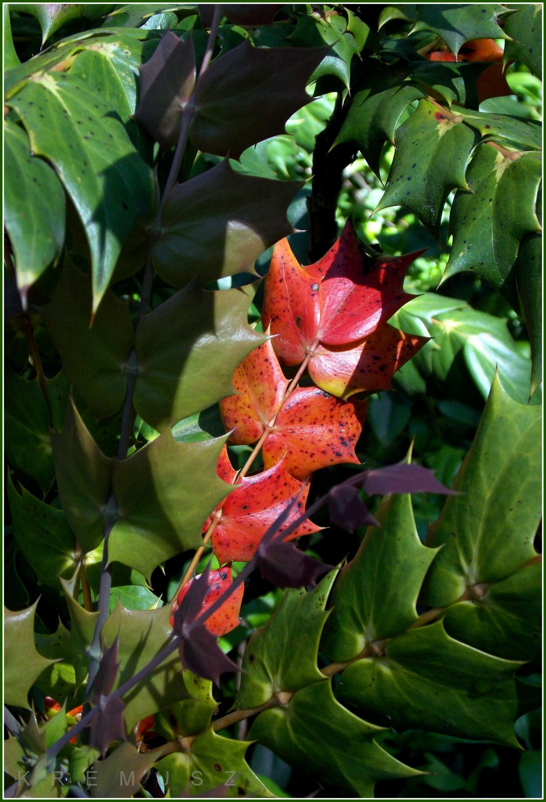 Jeli arborétum rododendron virágzáskor