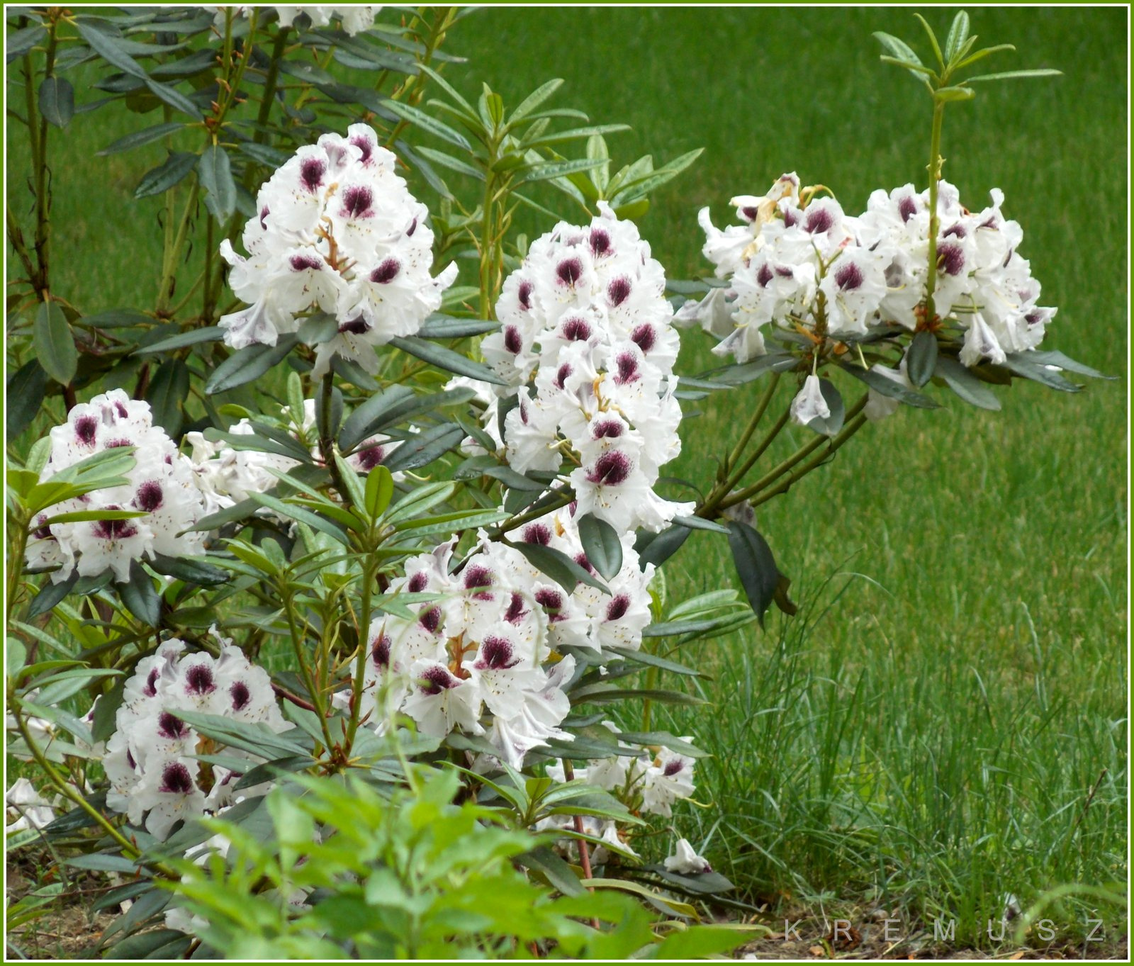 Foltos rododendron