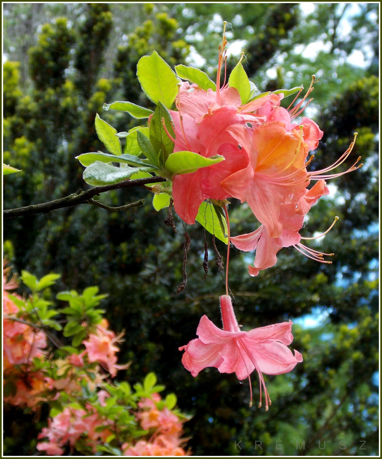 Rózsaszín rododendron