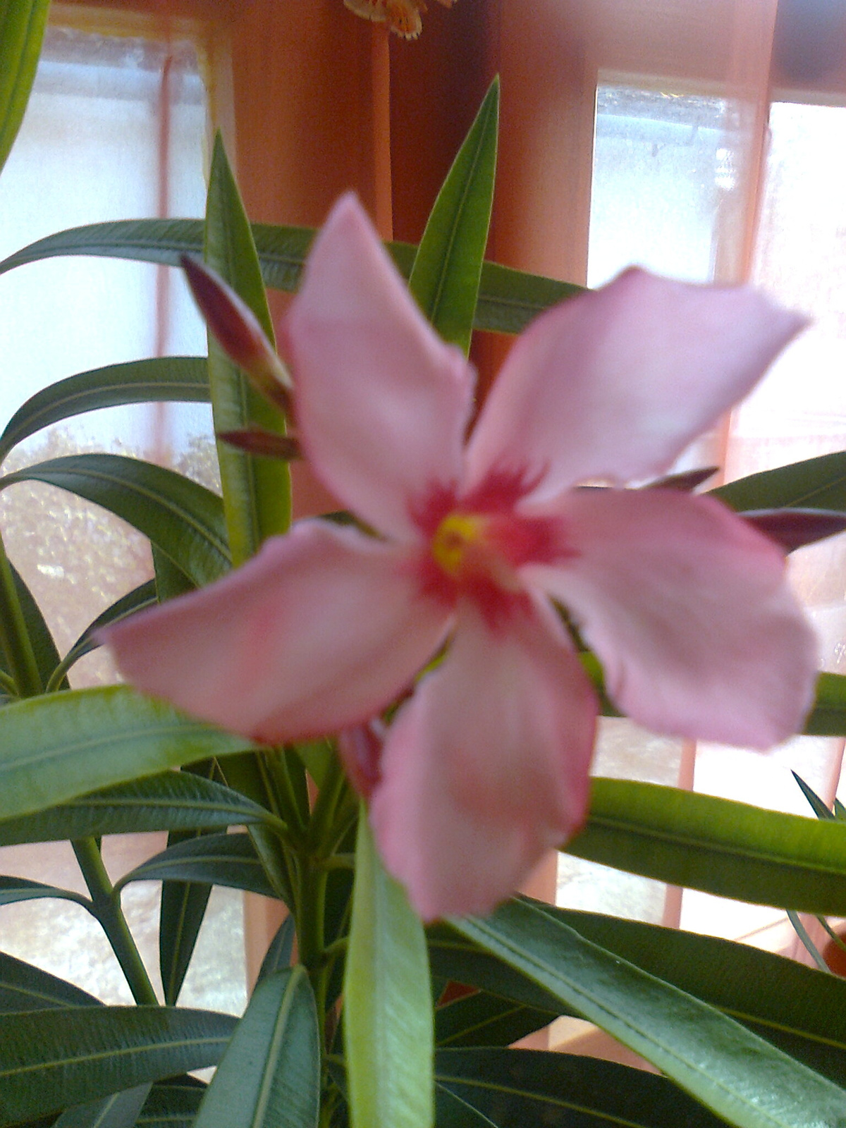 Nerium oleander 'Tabán' 2011