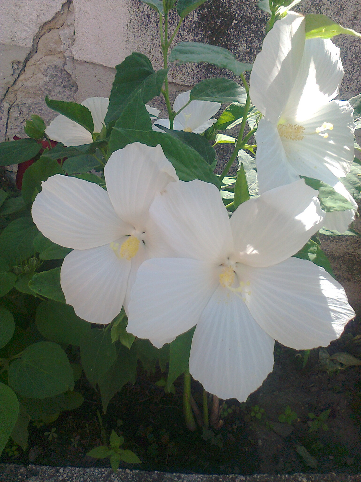 Mocsári hibiscus