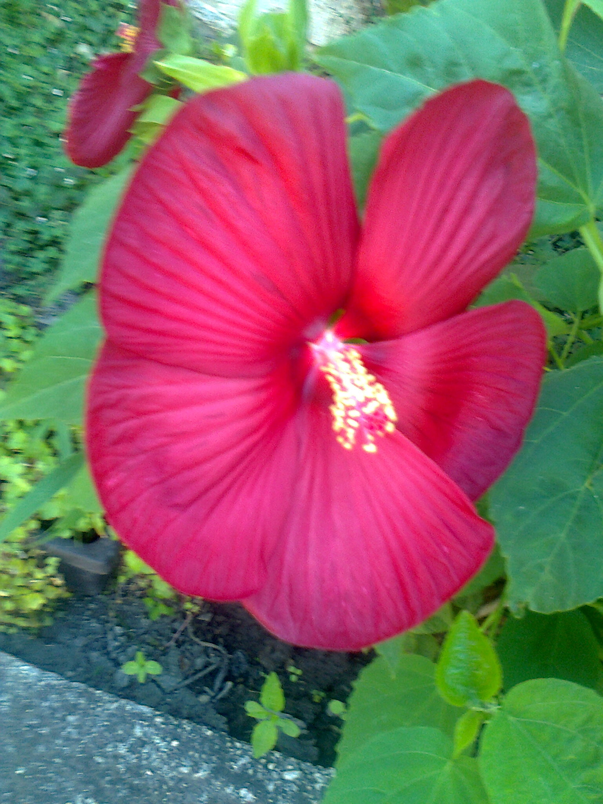 Mocsári hibiscus