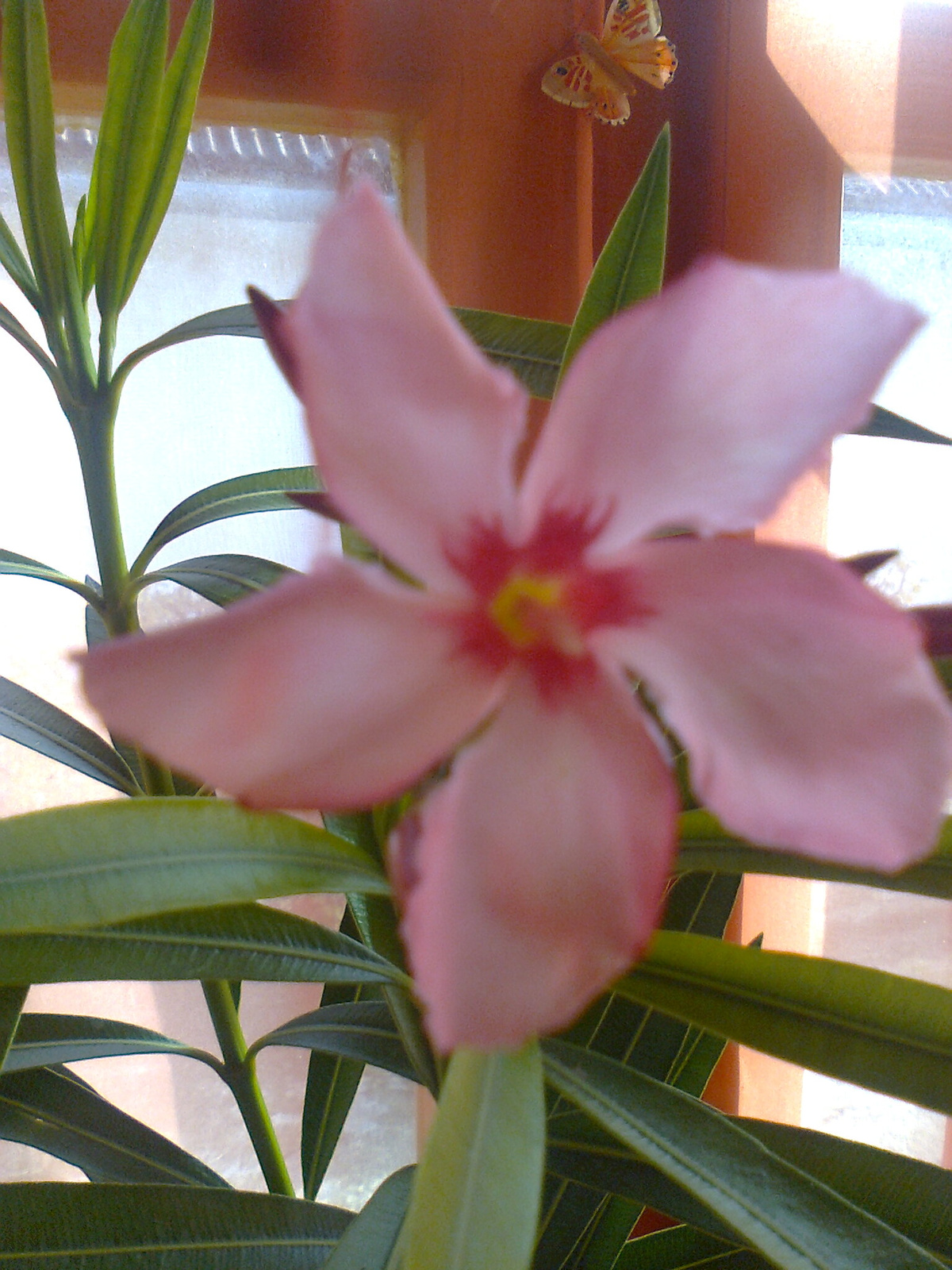 Nerium oleander 'Tabán' 2011