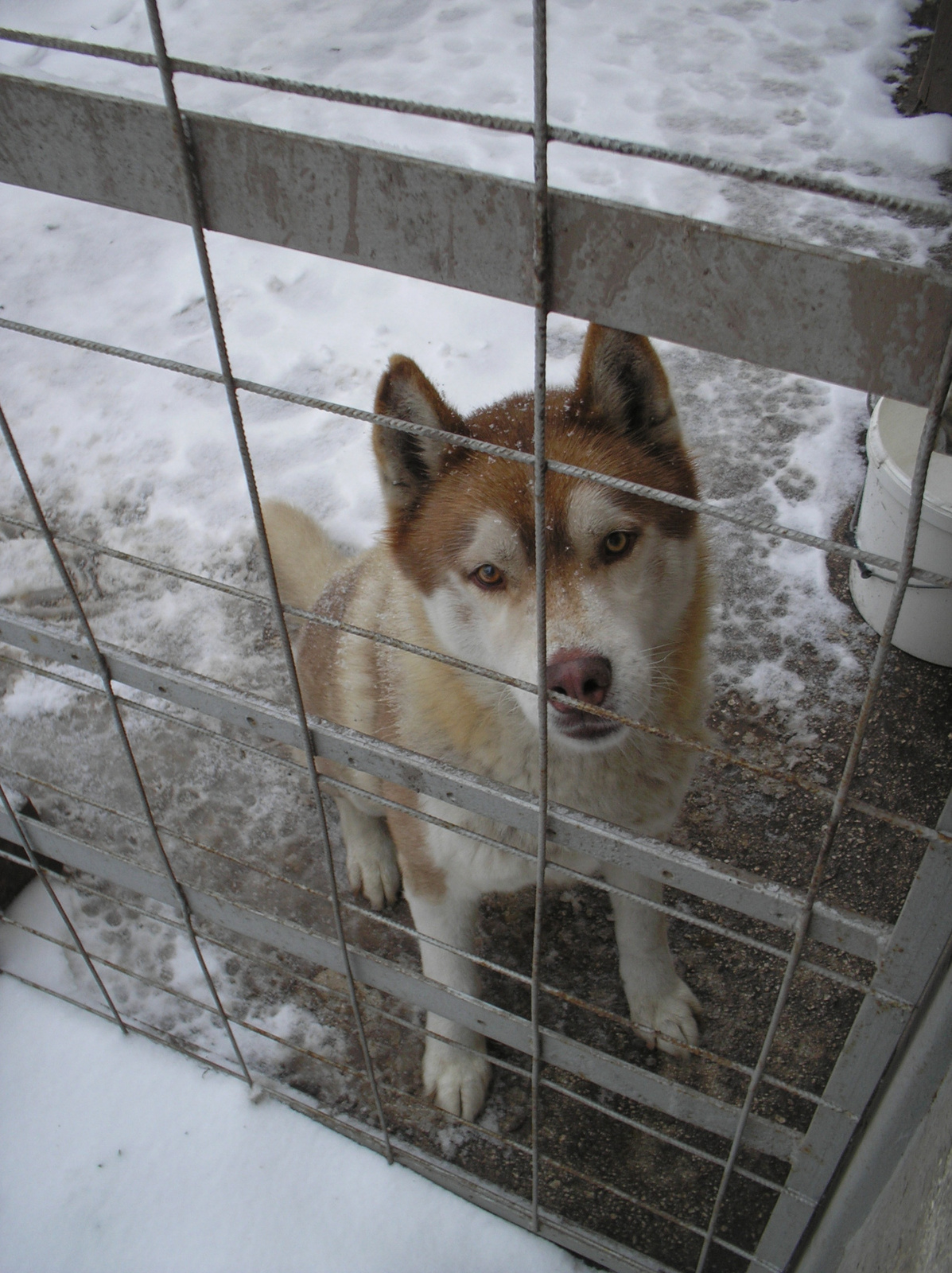 Faithful wolf of igloo Cooper