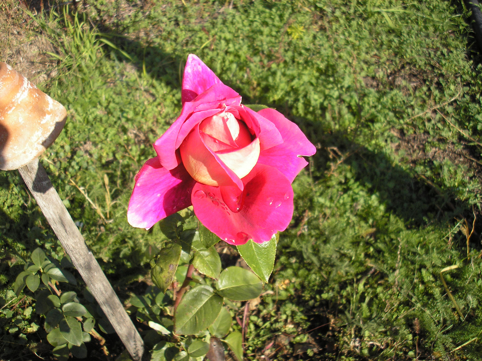 2012.11.04.rózsa