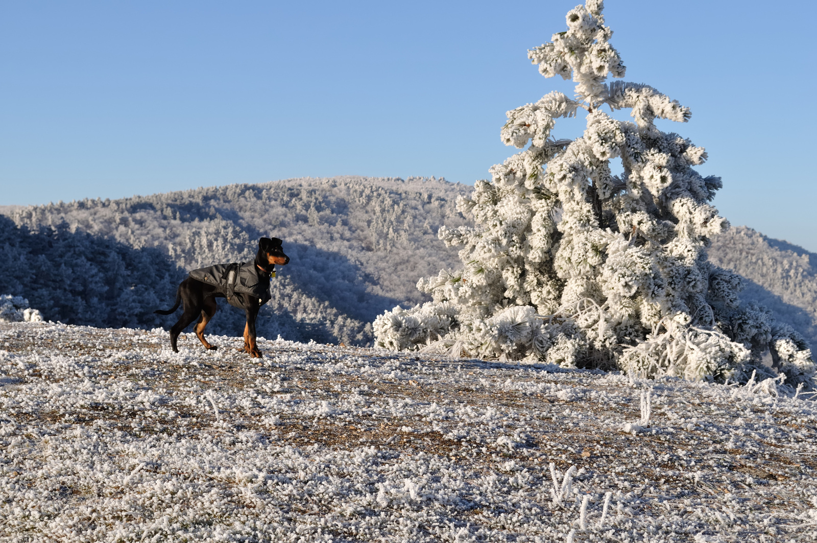 Dobermanus