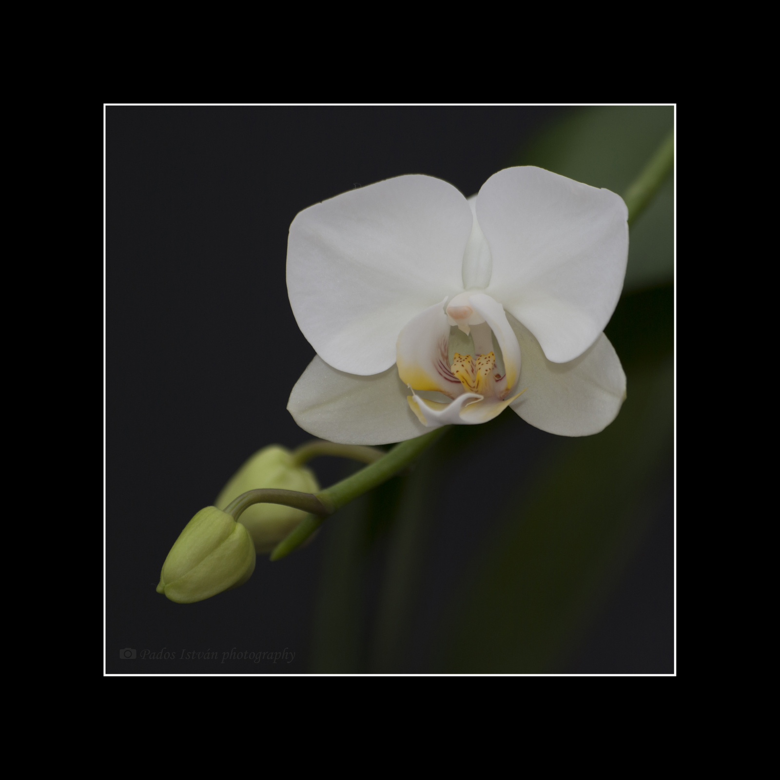 2013 02 07 Orchidea