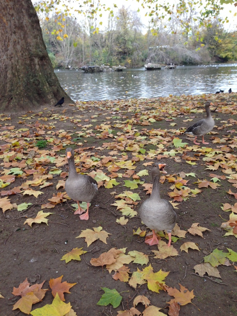 010 St. James's Park