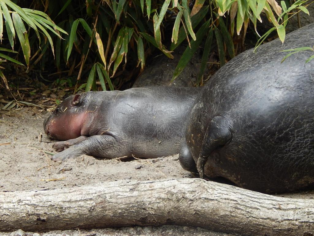 014 Basel Zoo