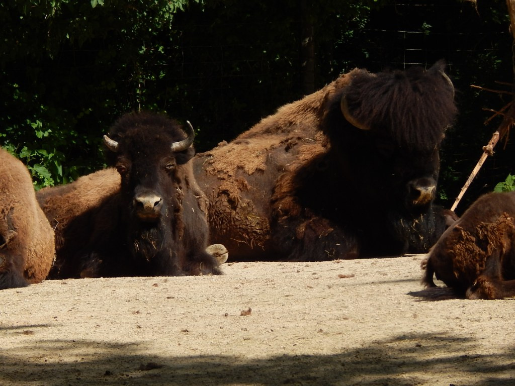 043 Basel Zoo