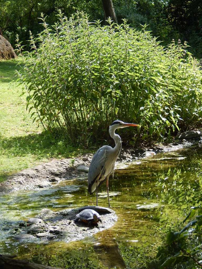 050 Basel Zoo