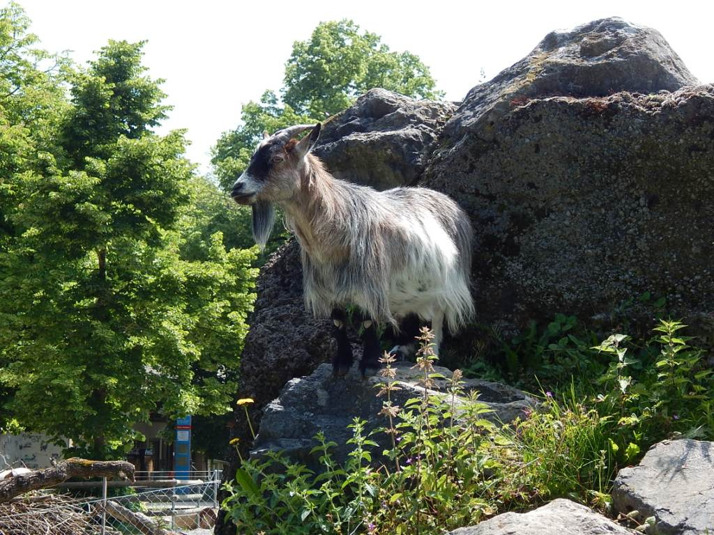 075 Bern Tierpark