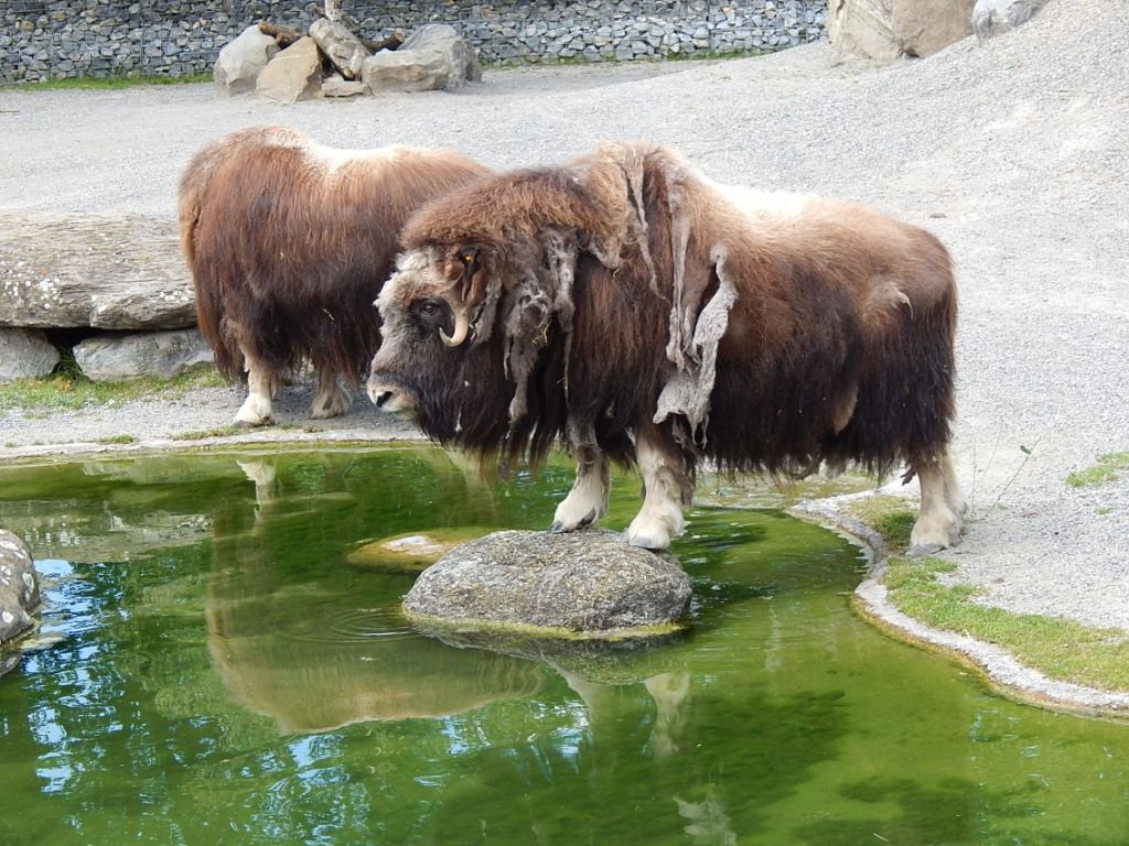 105 Bern Tierpark