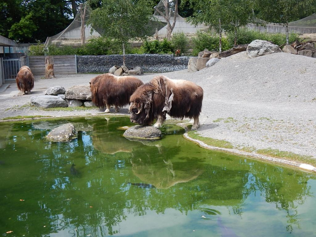 107 Bern Tierpark