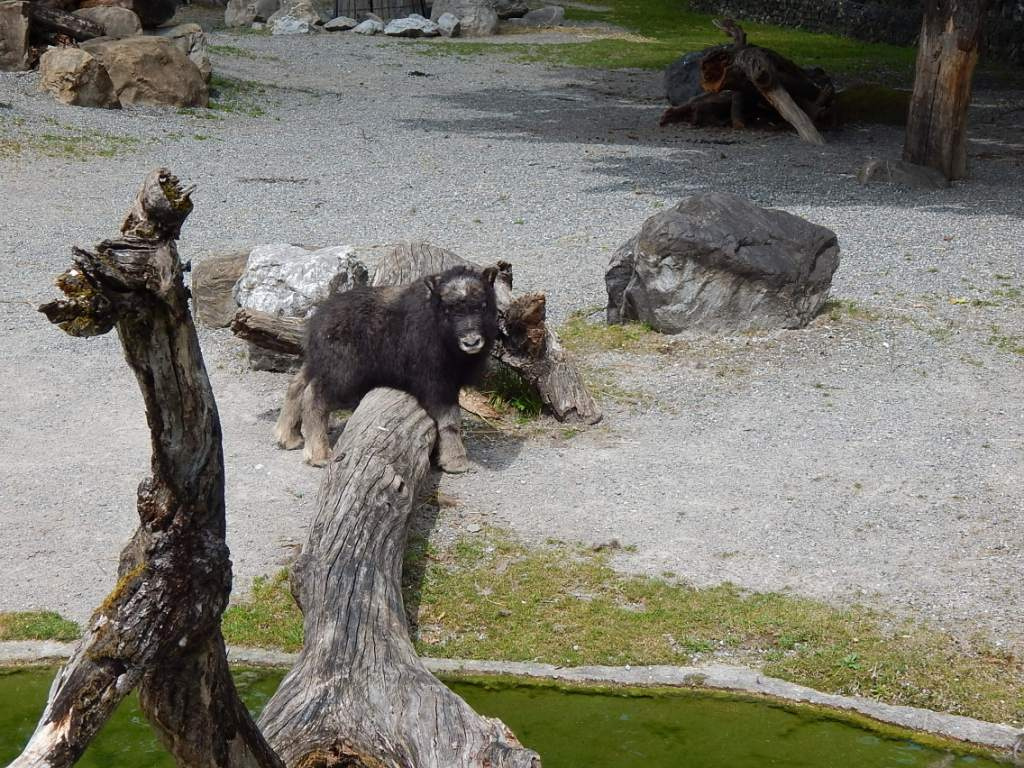 108 Bern Tierpark