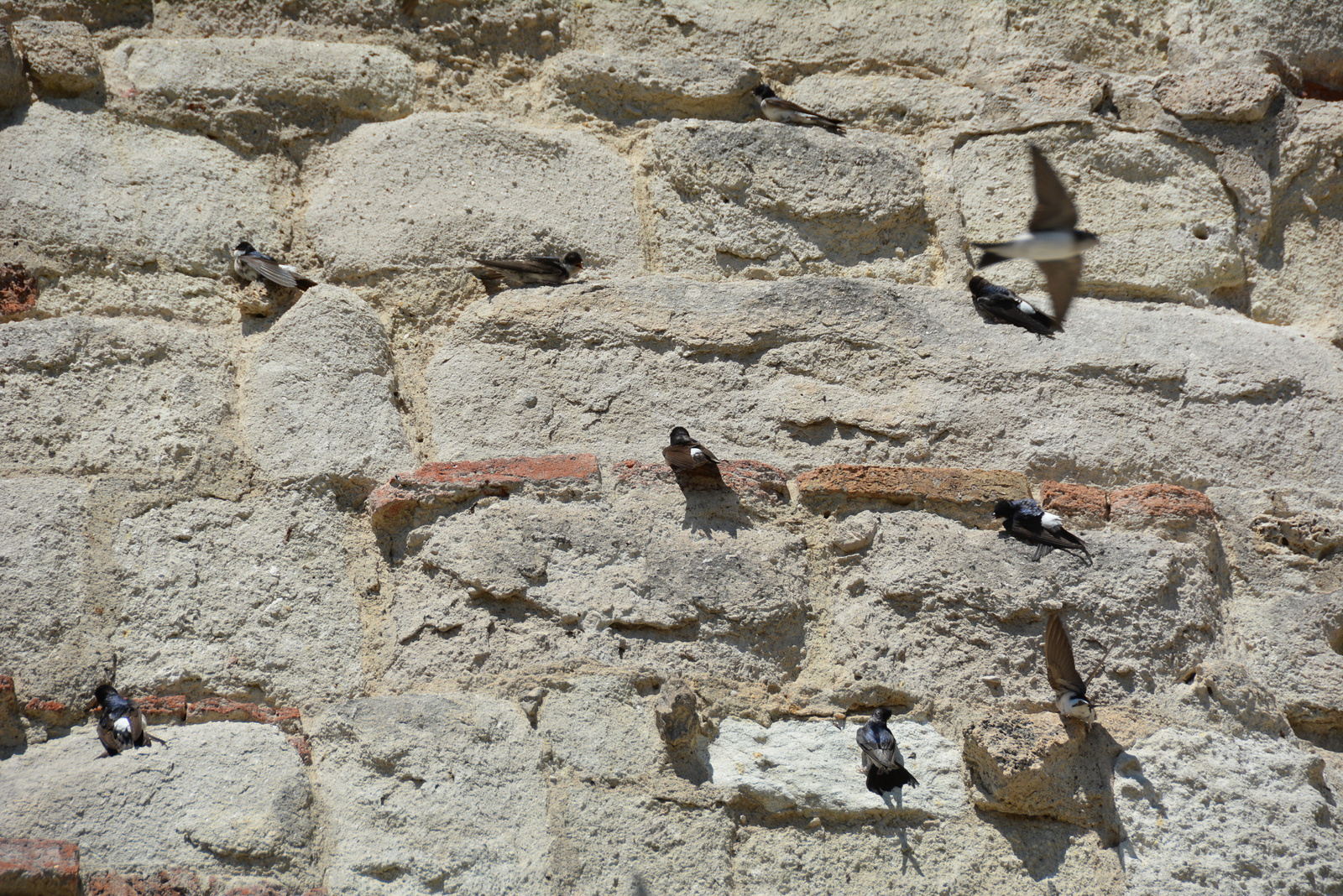 Nidi di migliaia di rondini nel muro del Castello