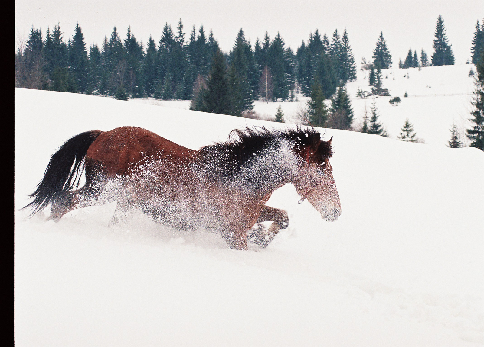 Csinód con neve e cavallo