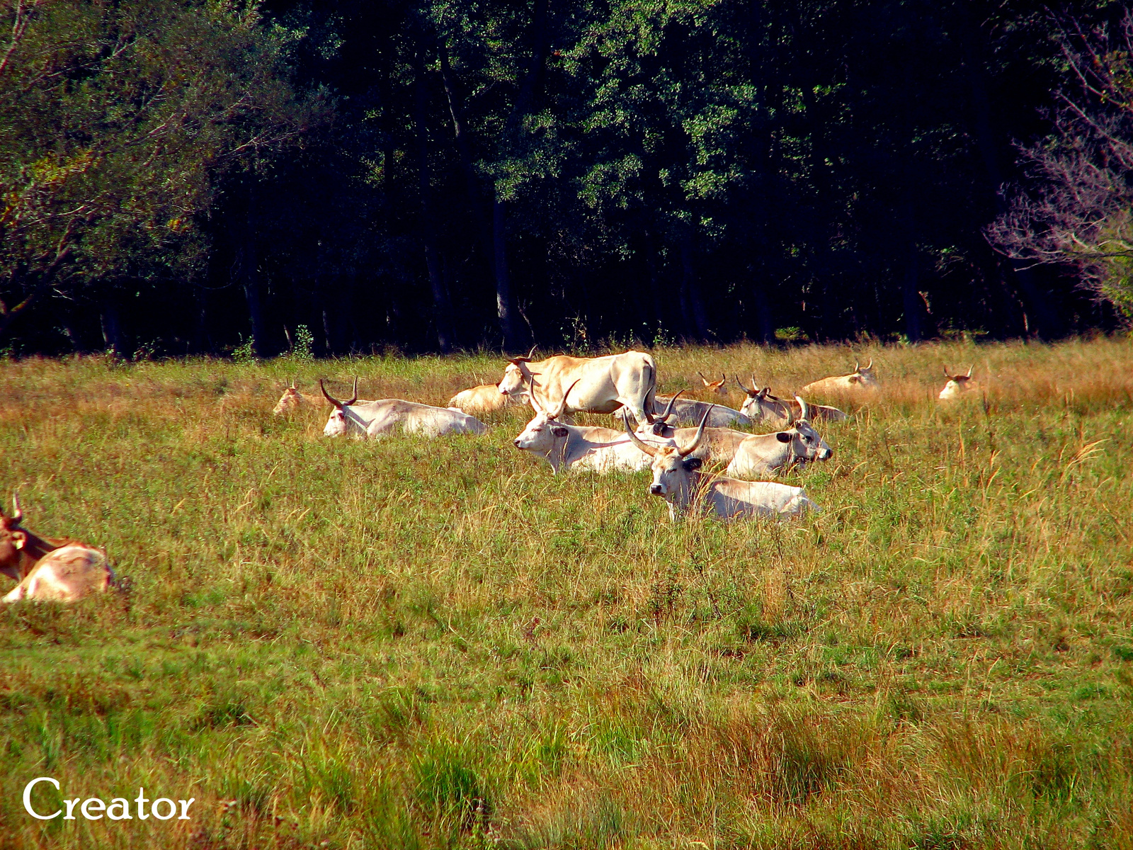 Szürkemarhák/Grey Cattles