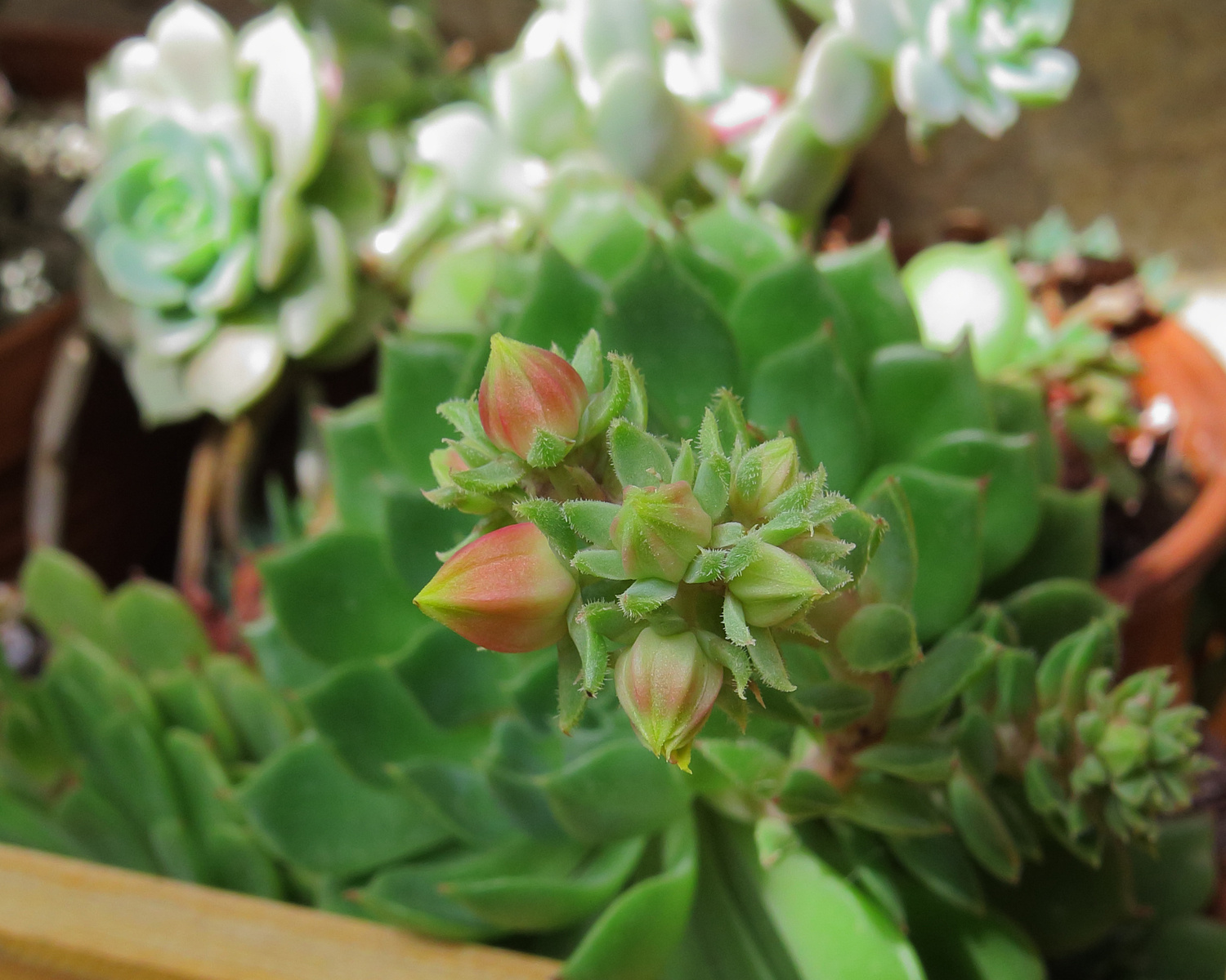 Echeveria