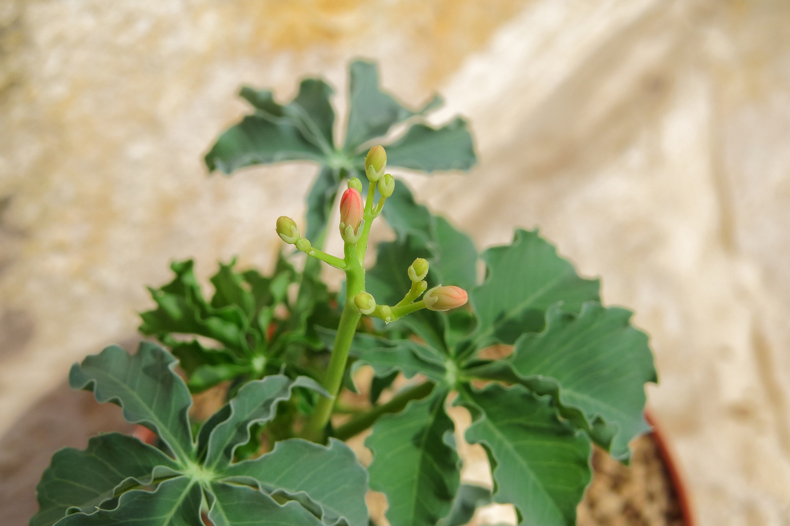 Jatropha berlandieri