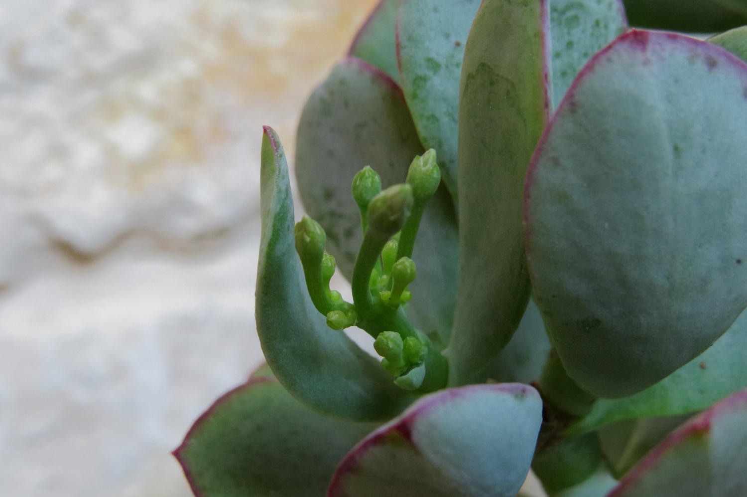 Crassula arborescens 'Blue Bird'