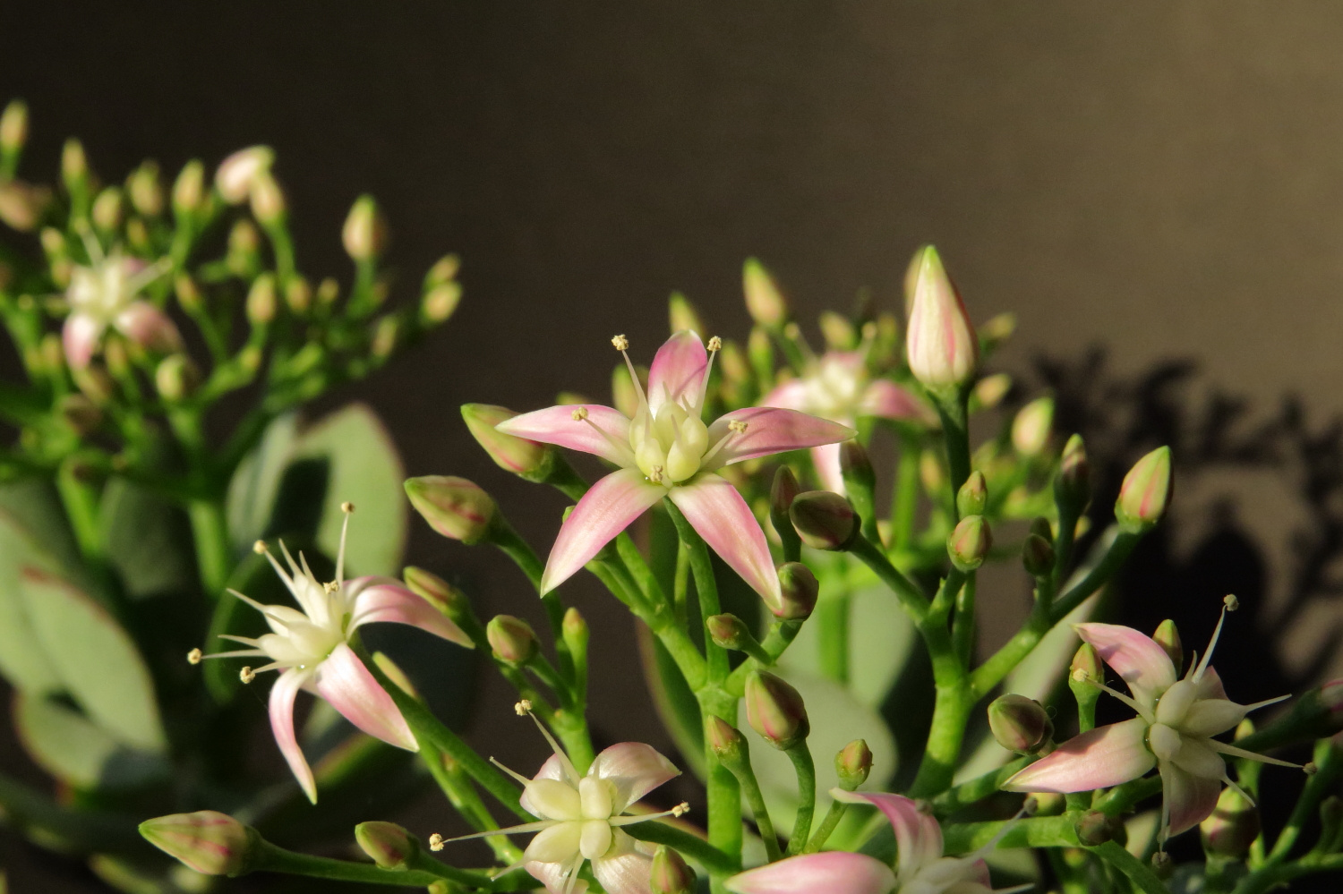 Crassula arborescens 'Blue Bird'