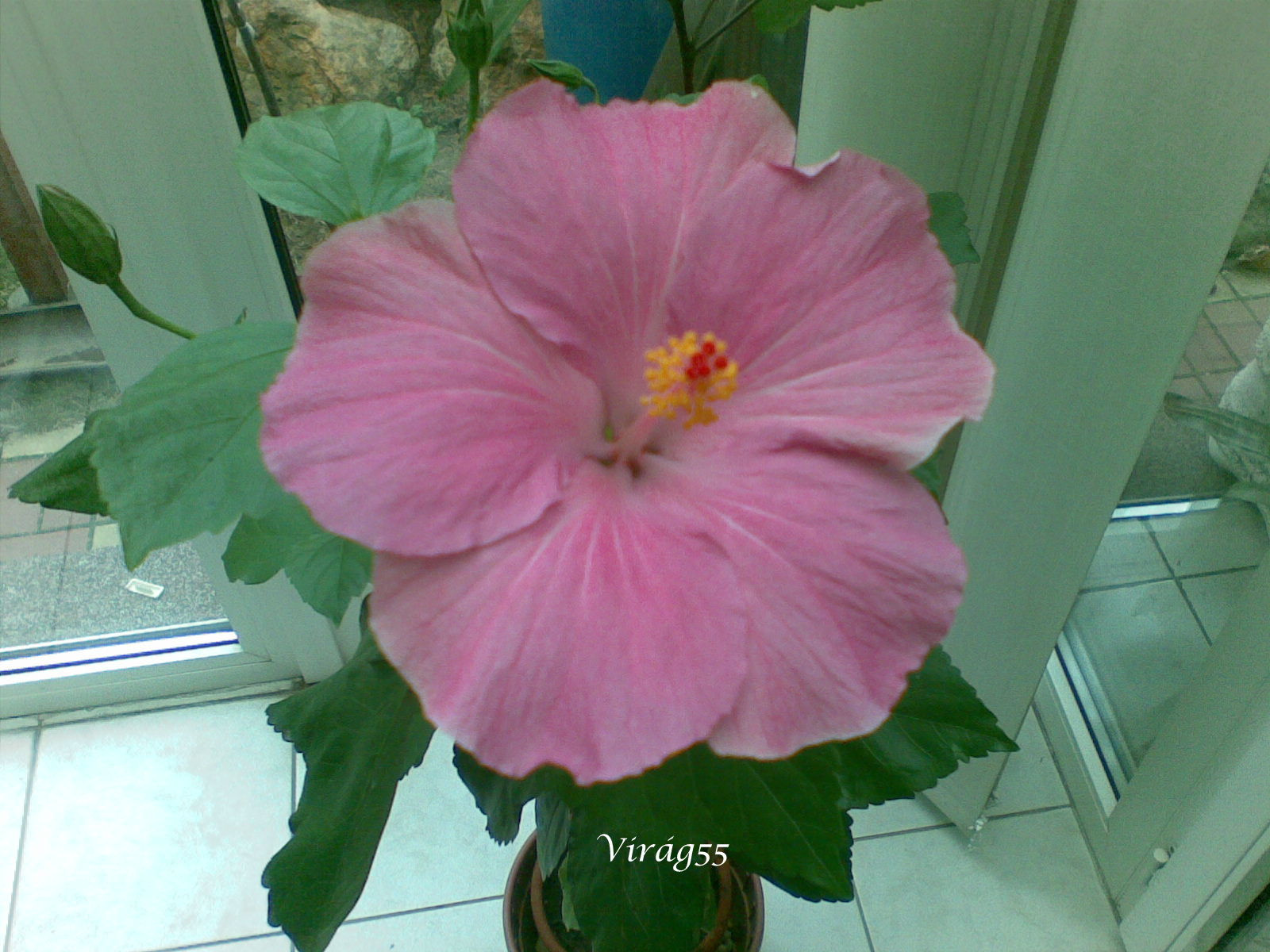20121001(002) 3.virág