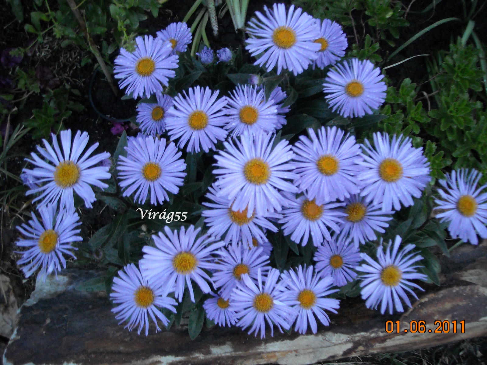 Aster 06.02 002